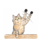 うちの子パステル麦わら猫！(にほんねこ)（個別スタンプ：21）