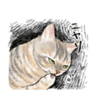 うちの子パステル麦わら猫！(にほんねこ)（個別スタンプ：29）
