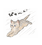うちの子パステル麦わら猫！(にほんねこ)（個別スタンプ：37）