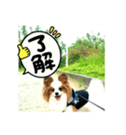 レオ❗️遊んでね（個別スタンプ：1）