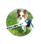 レオ❗️遊んでね（個別スタンプ：5）
