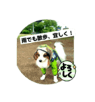 レオ❗️遊んでね（個別スタンプ：7）