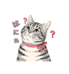 グレーのトラ猫 モフたんの日常（個別スタンプ：1）