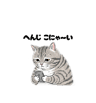 グレーのトラ猫 モフたんの日常（個別スタンプ：8）