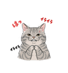 グレーのトラ猫 モフたんの日常（個別スタンプ：11）