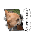フレブルスタンプ16（個別スタンプ：3）