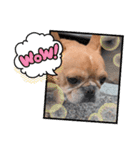 フレブルスタンプ16（個別スタンプ：5）