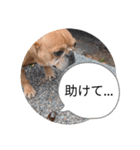 フレブルスタンプ16（個別スタンプ：14）