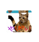 お酒とネコ好きな日常会話 49（個別スタンプ：1）