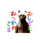お酒とネコ好きな日常会話 49（個別スタンプ：6）