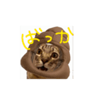 お酒とネコ好きな日常会話 49（個別スタンプ：7）
