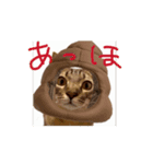 お酒とネコ好きな日常会話 49（個別スタンプ：8）