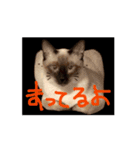お酒とネコ好きな日常会話 49（個別スタンプ：9）