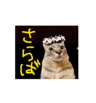 お酒とネコ好きな日常会話 49（個別スタンプ：10）