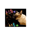 お酒とネコ好きな日常会話 49（個別スタンプ：11）