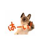 お酒とネコ好きな日常会話 49（個別スタンプ：12）