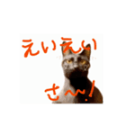 お酒とネコ好きな日常会話 49（個別スタンプ：13）