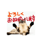 お酒とネコ好きな日常会話 49（個別スタンプ：15）