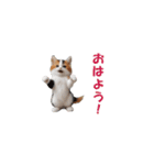 元気に動く子ねこたち（個別スタンプ：2）
