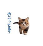 元気に動く子ねこたち（個別スタンプ：11）