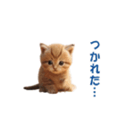 元気に動く子ねこたち（個別スタンプ：12）