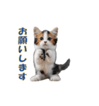 元気に動く子ねこたち（個別スタンプ：14）