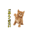 元気に動く子ねこたち（個別スタンプ：16）