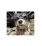 動くイヌ君（個別スタンプ：1）