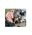 動くイヌ君（個別スタンプ：7）