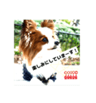 パピヨンレオの独り言（個別スタンプ：1）