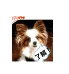 パピヨンレオの独り言（個別スタンプ：2）