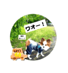 パピヨンレオの独り言（個別スタンプ：3）