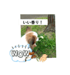 パピヨンレオの独り言（個別スタンプ：6）
