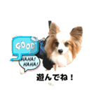 パピヨンレオの独り言（個別スタンプ：7）