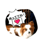 パピヨンレオの独り言（個別スタンプ：8）