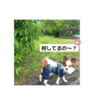 パピヨンレオの独り言（個別スタンプ：10）