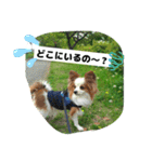 パピヨンレオの独り言（個別スタンプ：11）