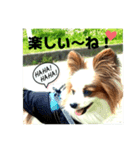 パピヨンレオの独り言（個別スタンプ：12）