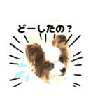 パピヨンレオの独り言（個別スタンプ：13）