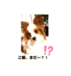 パピヨンレオの独り言（個別スタンプ：14）