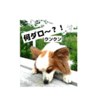 パピヨンレオの独り言（個別スタンプ：16）