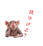 毎日可愛いハダカデバネズミ（個別スタンプ：23）