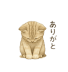 沢山の白猫ちゃん 文字無しあり 日本語（個別スタンプ：14）
