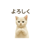 沢山の白猫ちゃん 文字無しあり 日本語（個別スタンプ：16）
