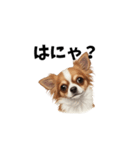 犬からの一言。（個別スタンプ：7）