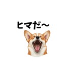 犬からの一言。（個別スタンプ：17）