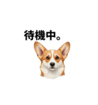 犬からの一言。（個別スタンプ：18）