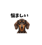 犬からの一言。（個別スタンプ：19）