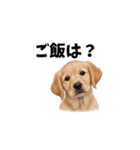 犬からの一言。（個別スタンプ：23）