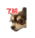チョコタンチワワ の日常会話2（個別スタンプ：1）